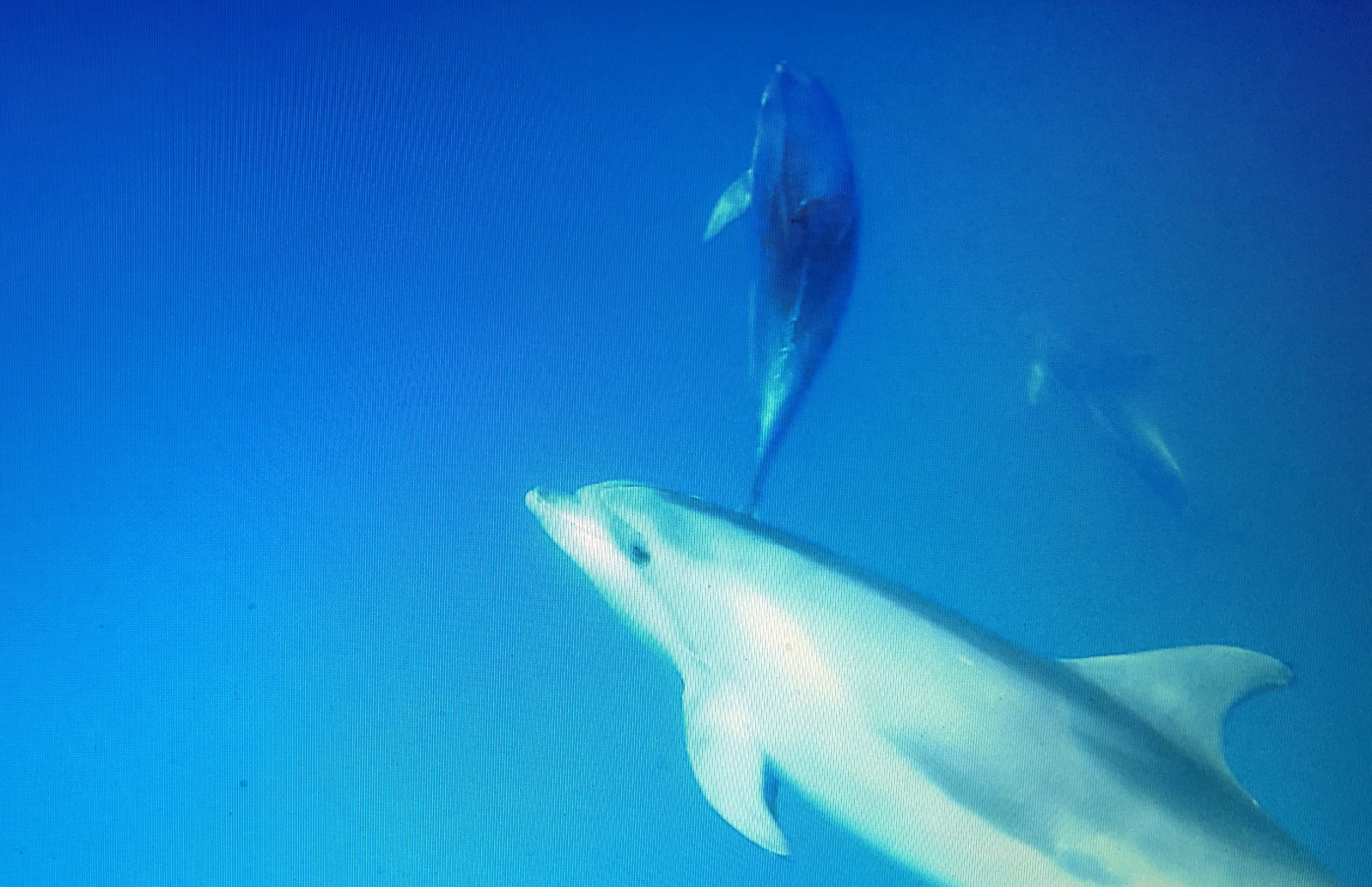 ¡Delfines bajo el agua!