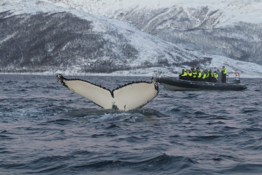 avistamiento de ballenas en Noruega