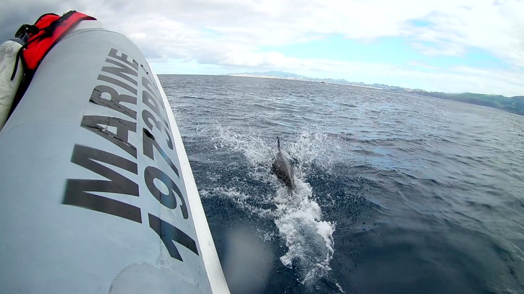 Delfines en Azores